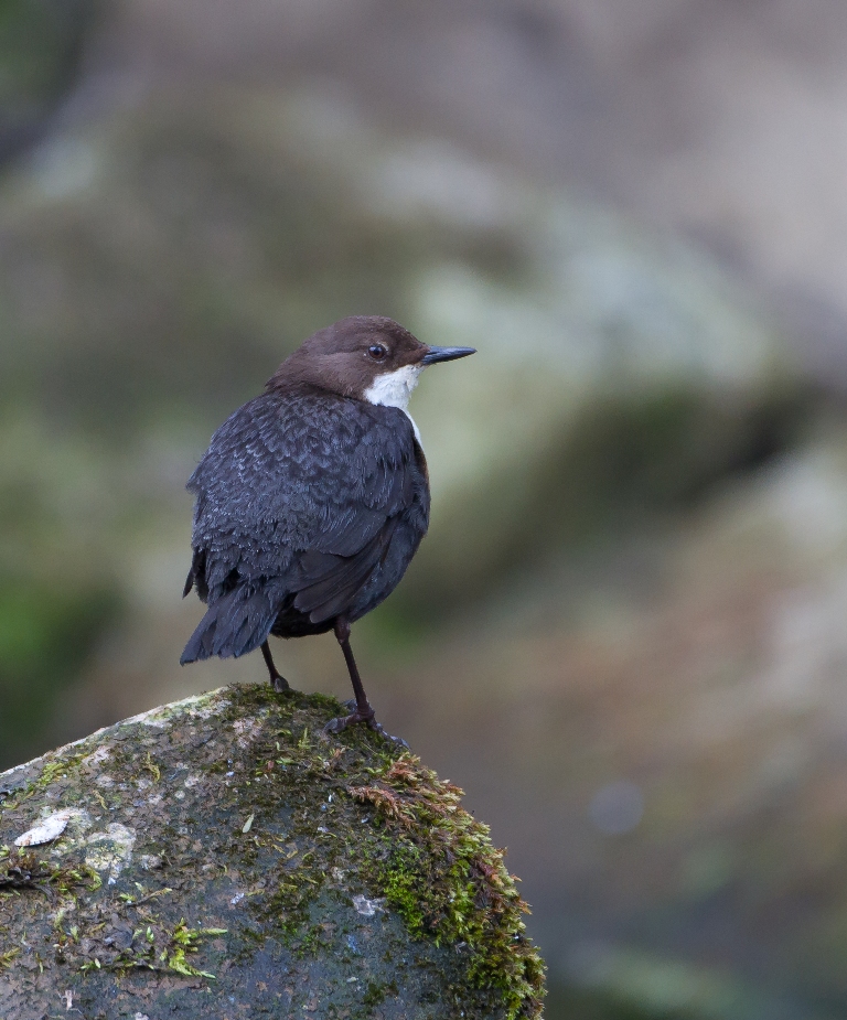 Dipper - Mike Nicholas