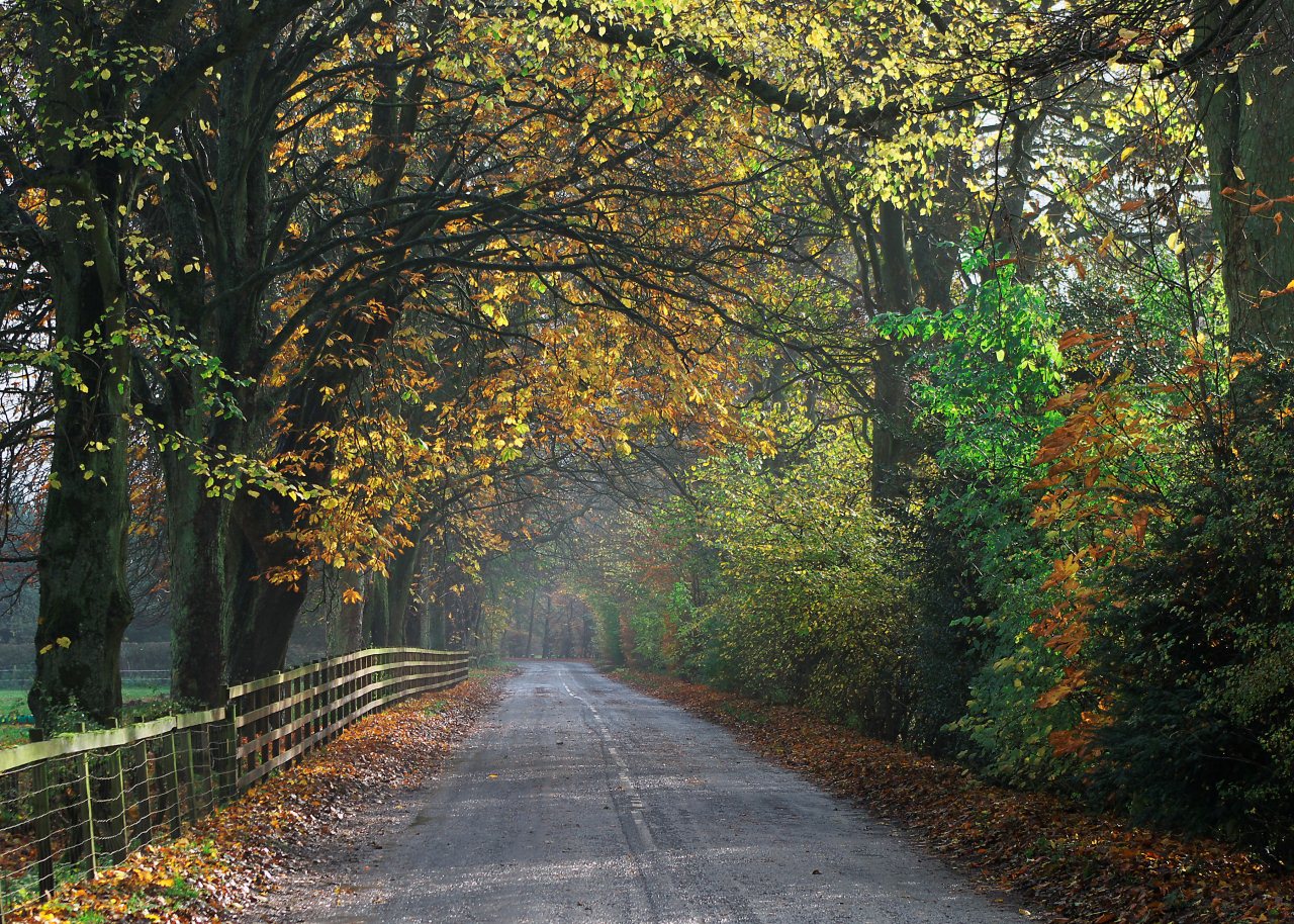 Rosedale Abbey Last Autumn Colour in the Avenue