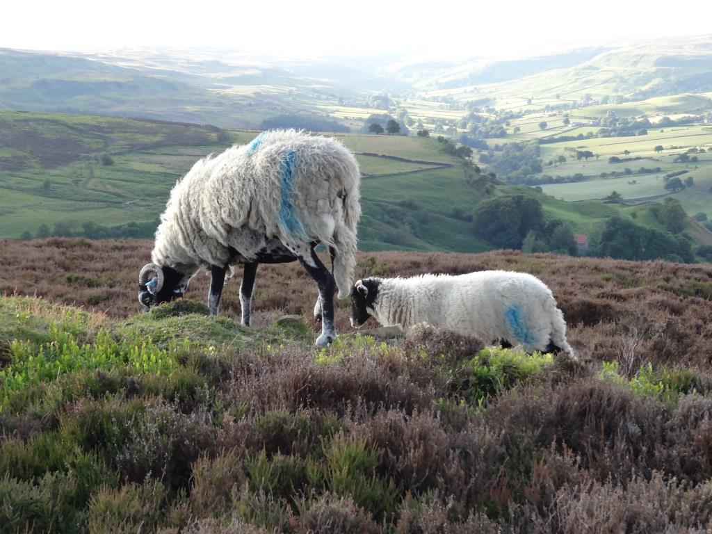 Rosedale Lamb